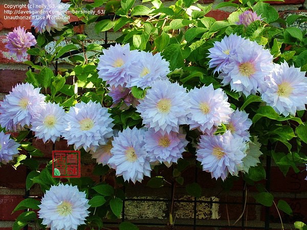 Belle of Woking1.jpg