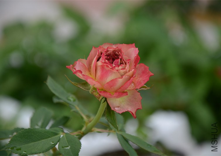 DSC_1822_����.jpg