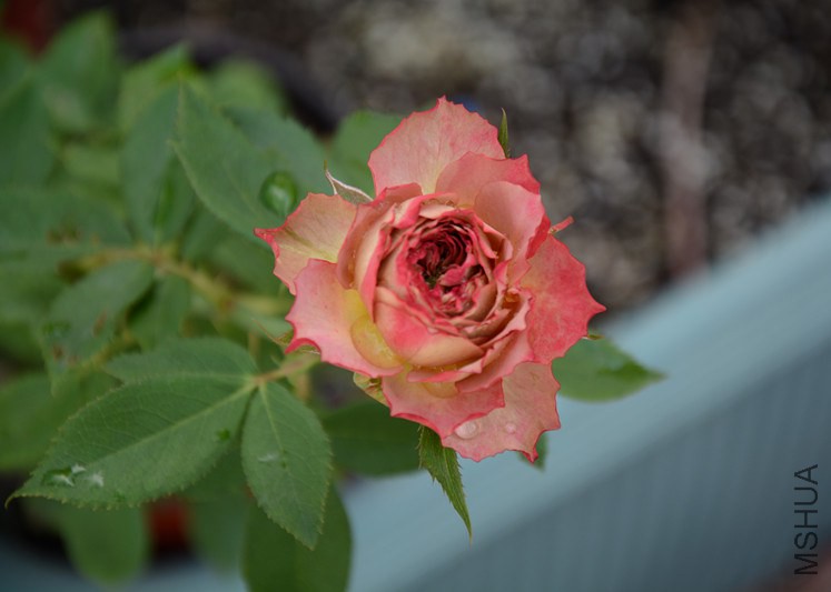 DSC_1823_����.jpg