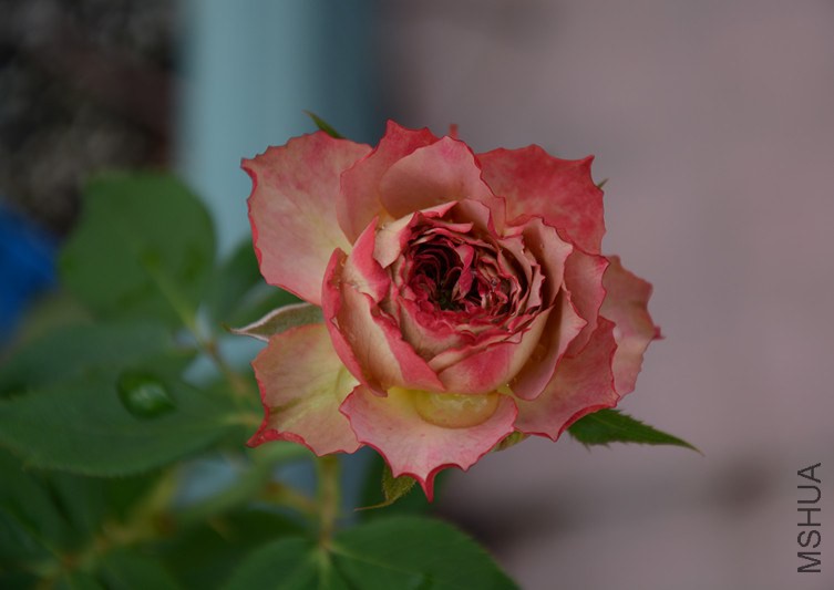 DSC_1824_����.jpg