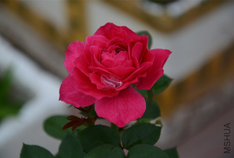 DSC_1731_����.jpg