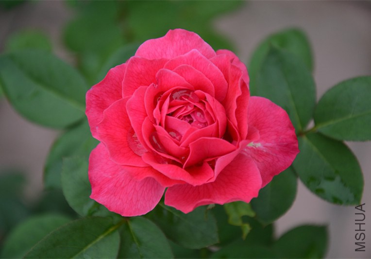 DSC_1733_����.jpg