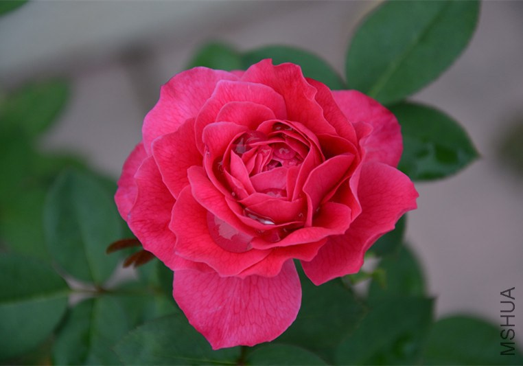 DSC_1739_����.jpg