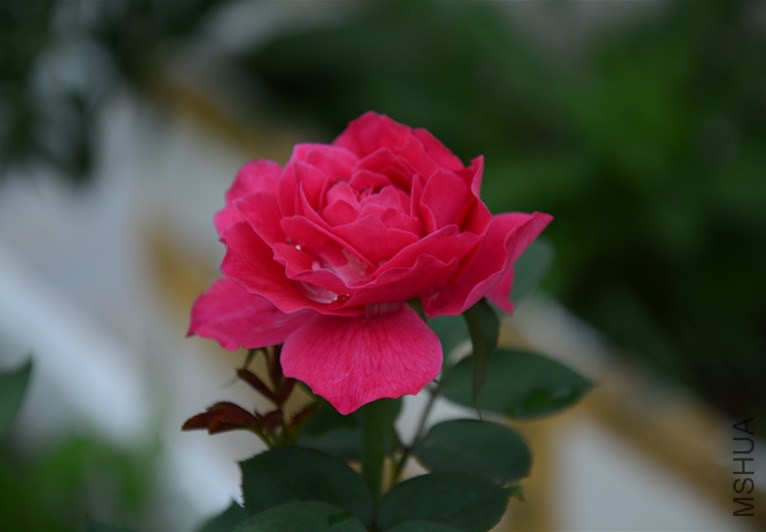 DSC_1741_����.jpg