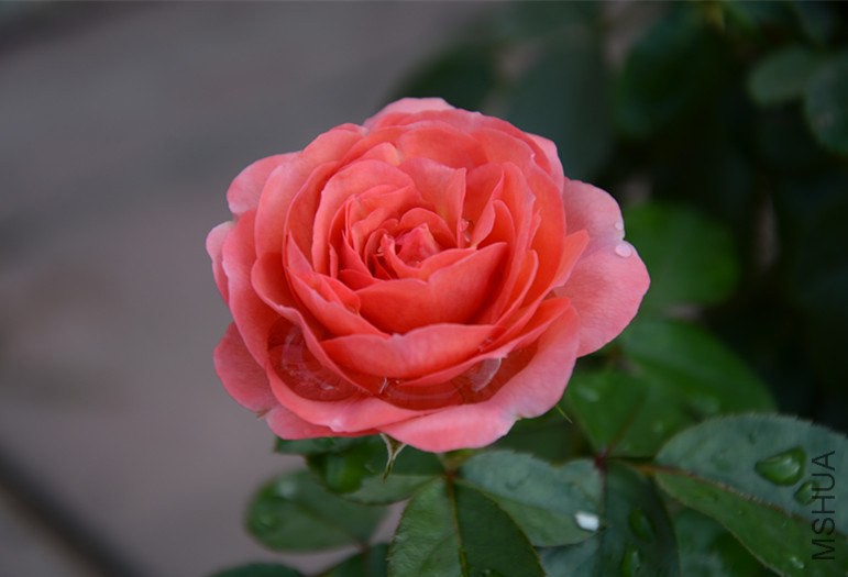 DSC_1768_����.jpg