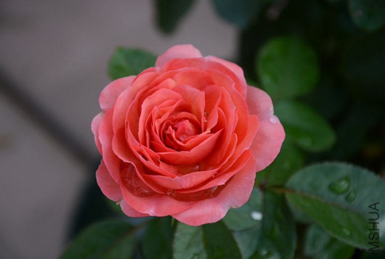 DSC_1769_����.jpg