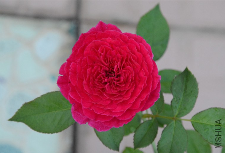 DSC_1595_����.jpg
