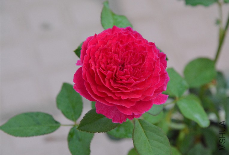 DSC_1597_����.jpg