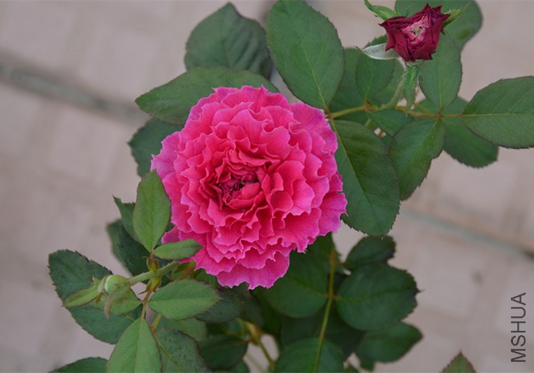 DSC_1726_����.jpg