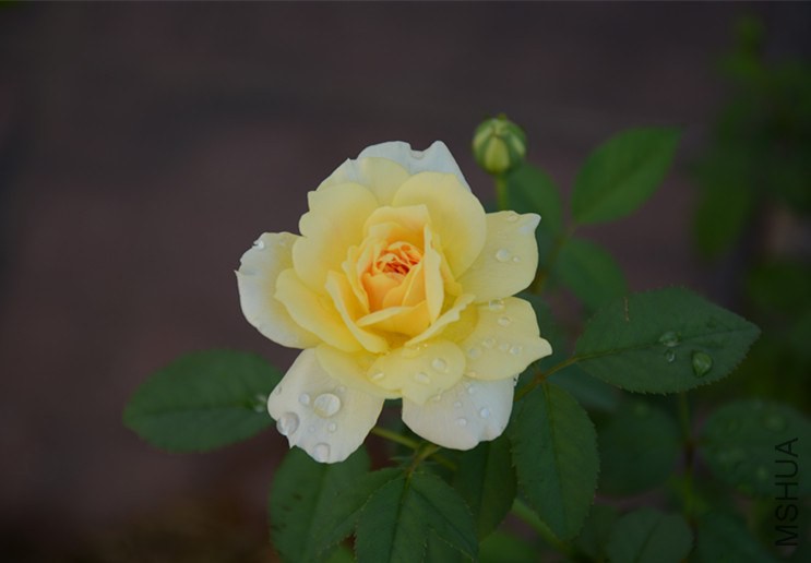 DSC_1777_����.jpg
