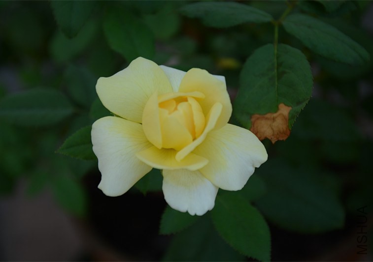 DSC_1868_����.jpg