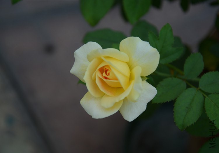 DSC_1870_����.jpg