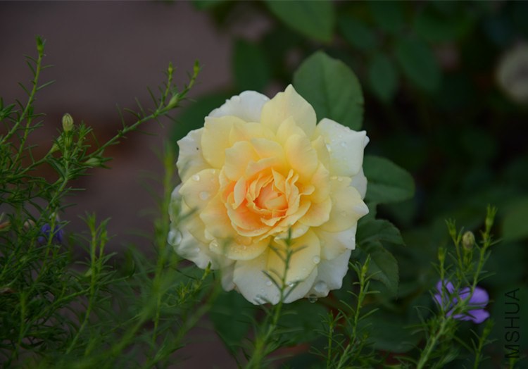 DSC_1775_����.jpg