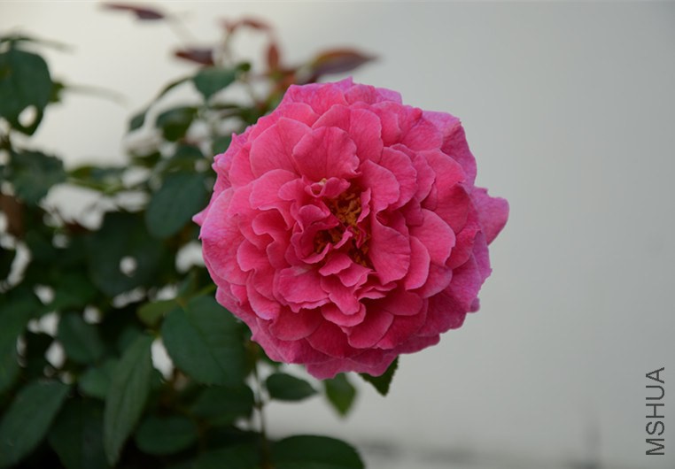 DSC_1910_����.jpg