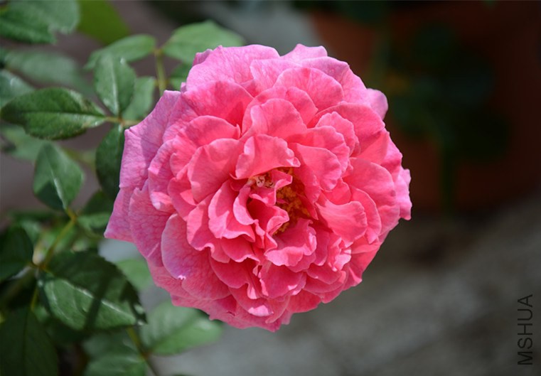 DSC_1936_����.jpg