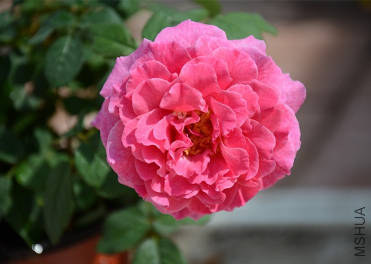 DSC_1937_����.jpg