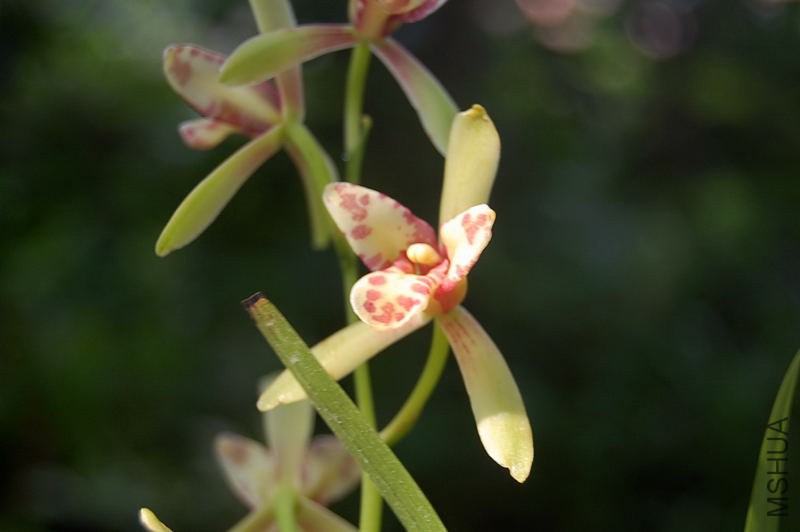 DSC_00680068.JPG