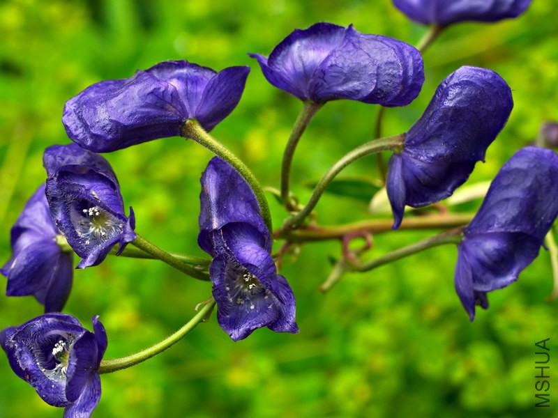 aconitum_uchiyamai.jpg