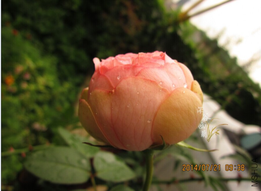 QQͼƬ20080812000733.jpg