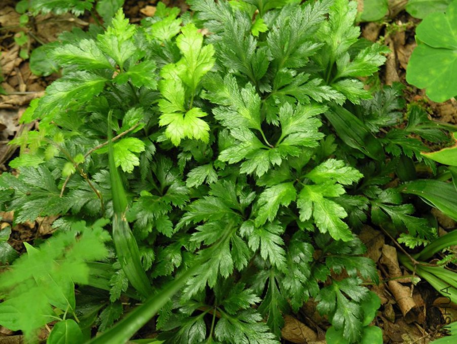 ���� (2).jpg