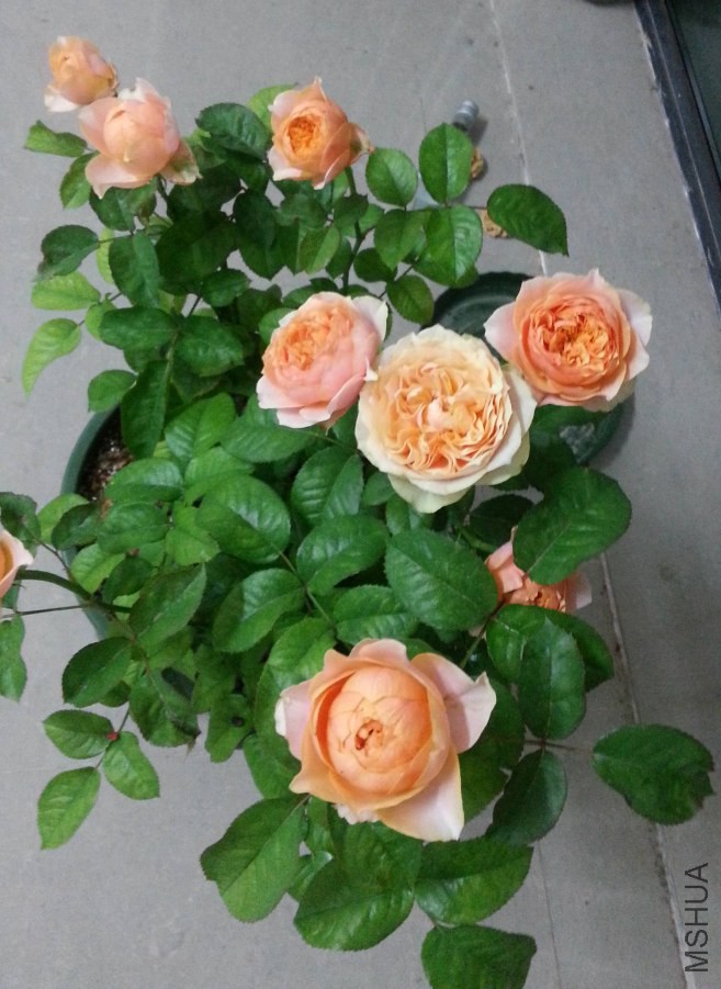 20140615_205431_Android_����.jpg
