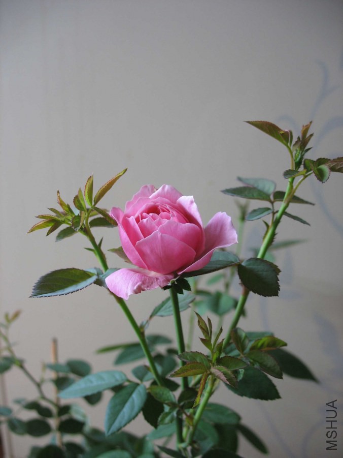 IMG_0096.JPG