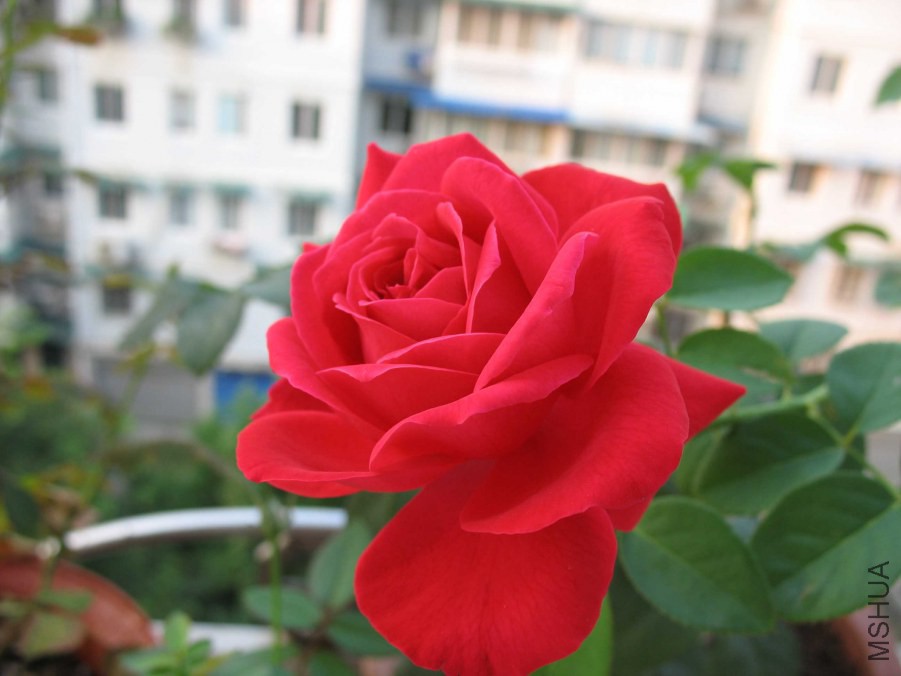 IMG_0114.JPG