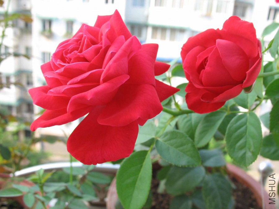 IMG_0119.JPG