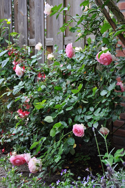 DSC_0110.jpg