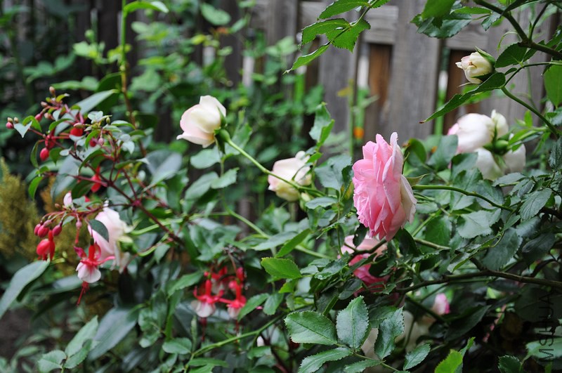 DSC_0113.jpg