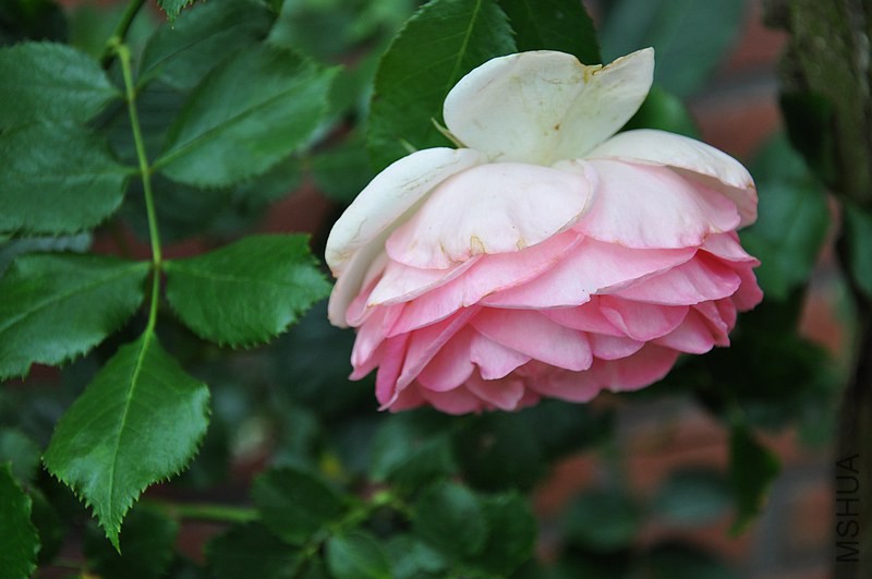 DSC_0098.jpg
