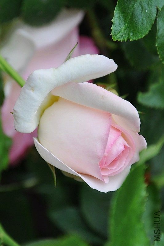DSC_0123.jpg