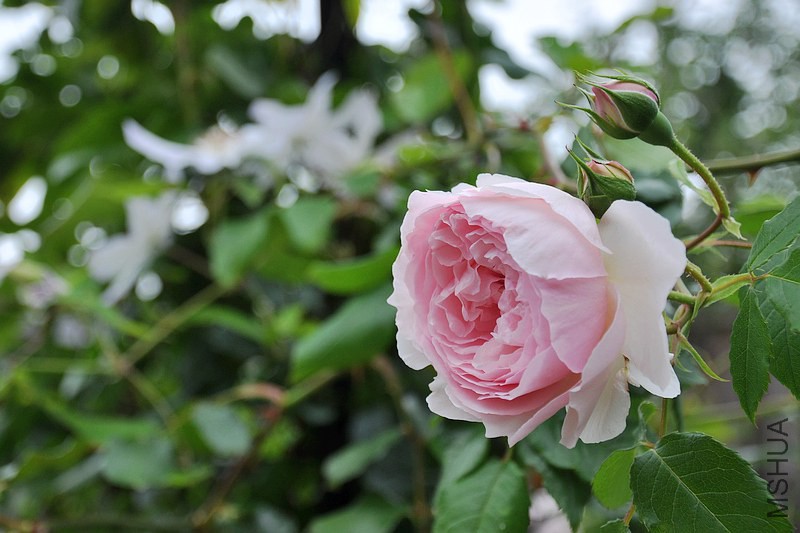 DSC_0092.jpg