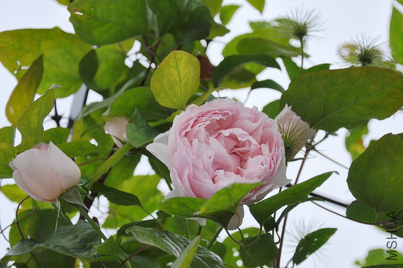 DSC_0106.jpg