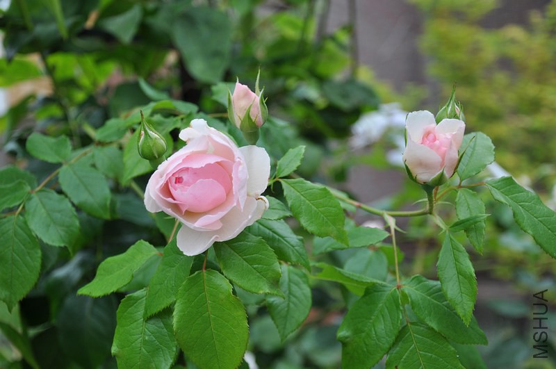 DSC_0108.jpg