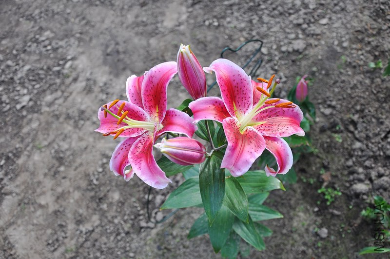 DSC_0077.jpg