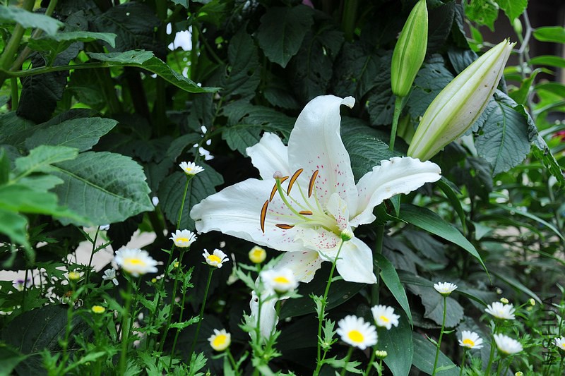 DSC_0100.jpg
