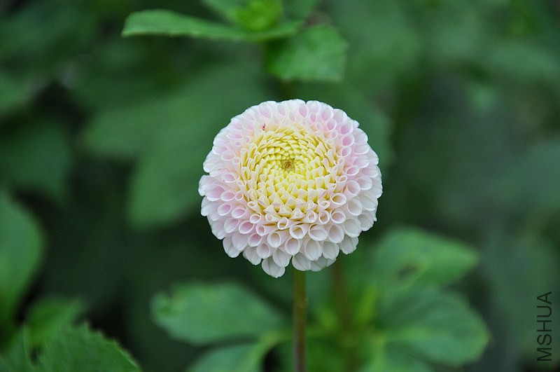 DSC_0104.jpg