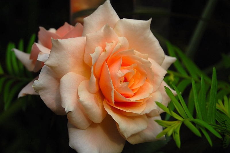 DSC_00050005.JPG