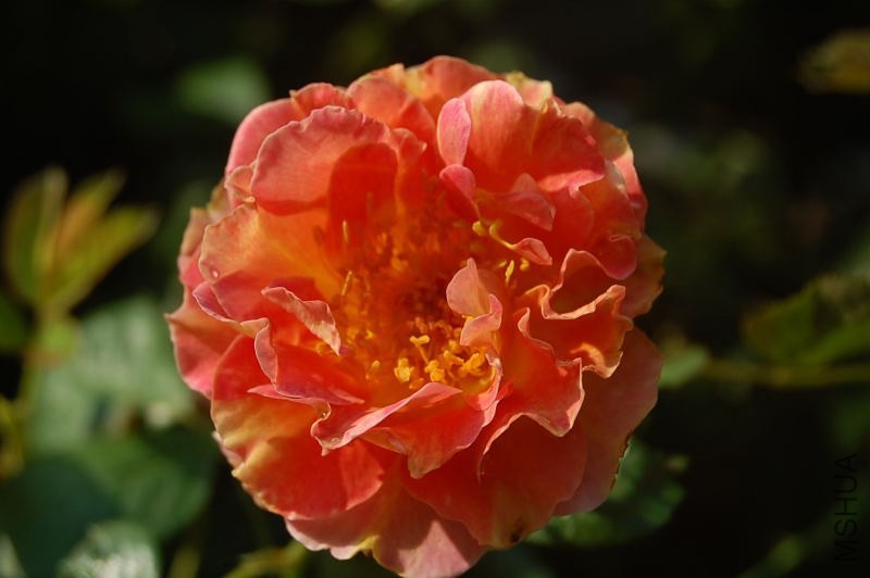 DSC_00140014.JPG