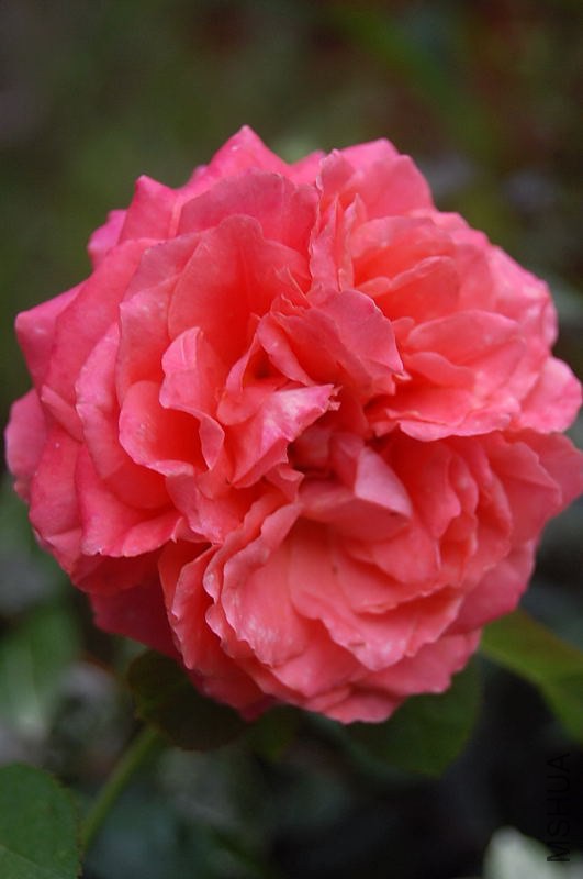 DSC_00270027.JPG