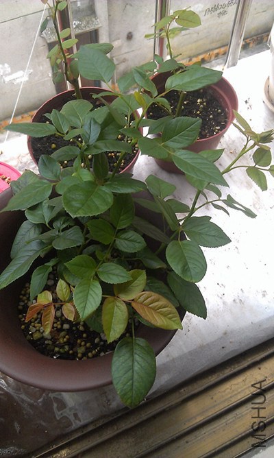 IMAG0006_����.jpg