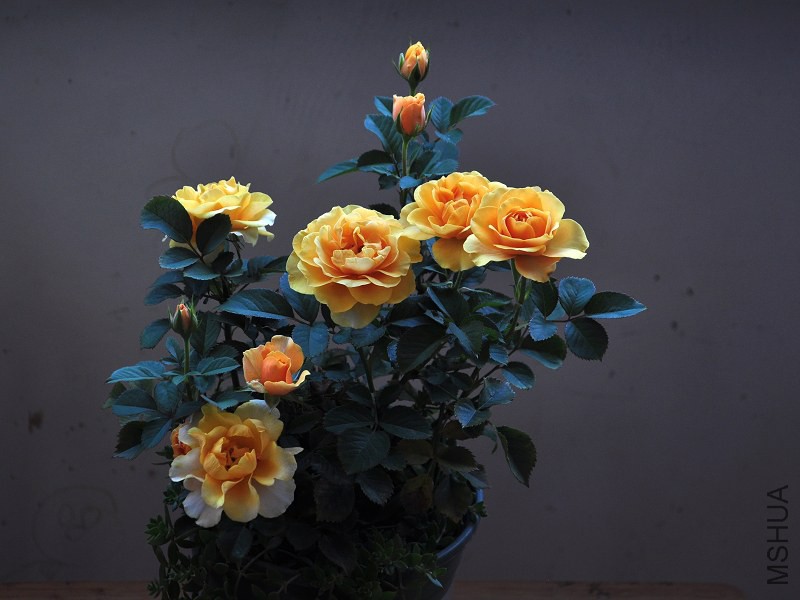 DSC_3794.jpg