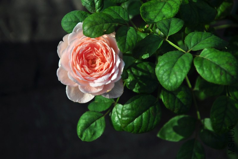 DSC_3692.jpg