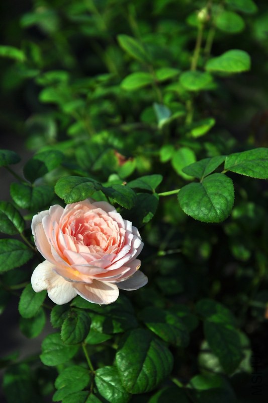 DSC_3694.jpg