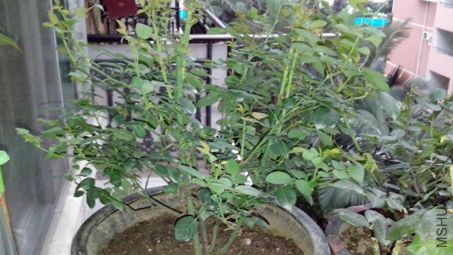 IMG_20140629_18463712.JPG