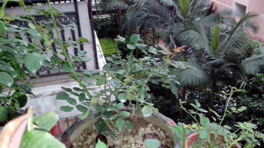 IMG_20140629_18461413.JPG
