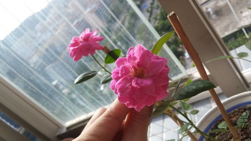 nEO_IMG_20140620_080937.jpg