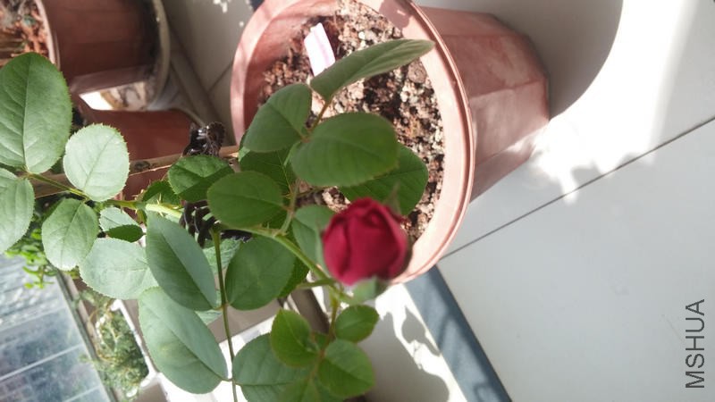 nEO_IMG_20140630_104000.jpg