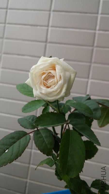 nEO_IMG_20140707_085320.jpg